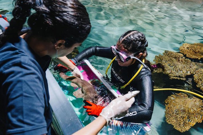 Refuerzo positivo en tiburones para el manejo del estrés.