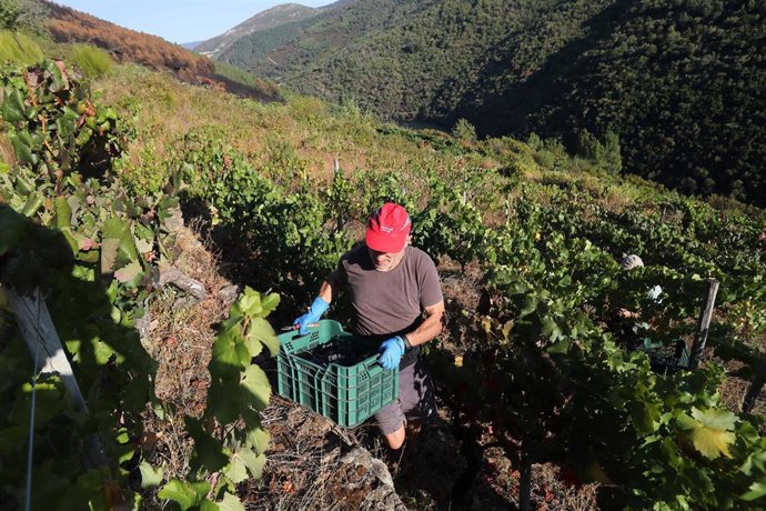 Archivo - Un hombre durante la vendimia en Trasmonte de Salvadur, a 15 de septiembre de 2025, en Lugo, Galicia (España). El viñedo, ubicada en los cañones del río Sil, es uno de los muchos que se han visto afectados por los incendios que han asolado Galic