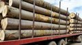 La última subasta de madera de chopo dirigida por la Junta distribuirá 6,7 millones entre 44 localidades