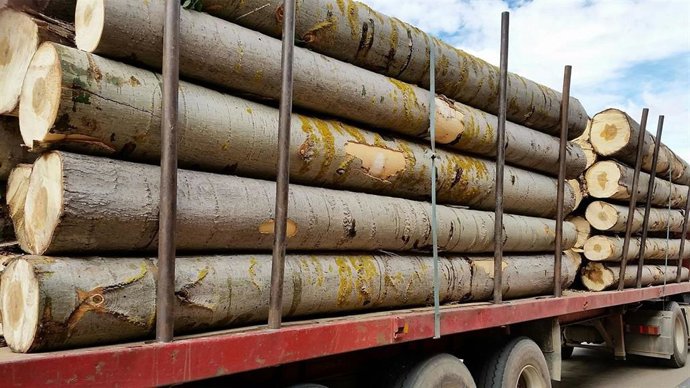 Archivo - Madera de chopo.