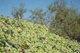 Foto: El PSOE pide a la Junta ayudas directas para el olivar tradicional de montaña de la variedad Manzanilla Cacereña