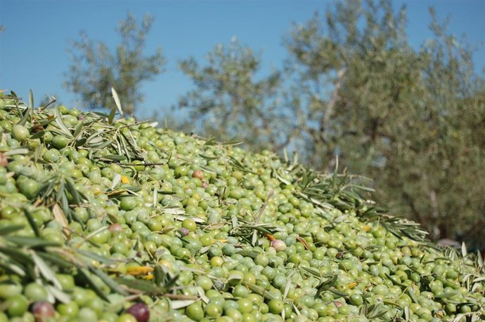 Archivo - Aceituna Manzanilla Cáceres