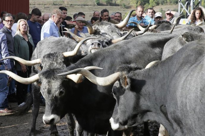 La consejera de Desarrollo Rural, Ganadería, Pesca y Alimentación, María Jesús Susinos, asiste a la subasta de ganado tudanco.