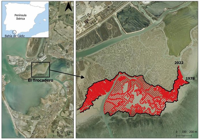 Detalle de la marisma de El Trocadero en la Bahía de Cádiz, donde la zona en rojo ilustra la pérdida de superficie vegetada entre los años 1978 y 2022.