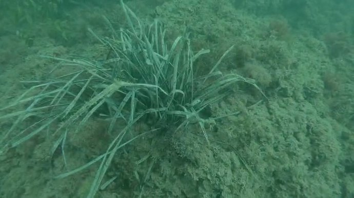 Archivo - Cullera descubre una pradera de posidonia oceánica ante su costa