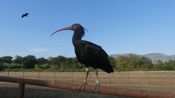 Imagen de un ejemplar de ibis eremita