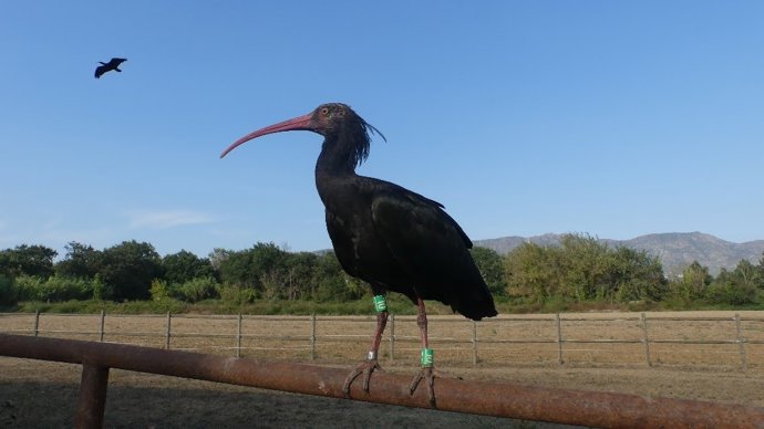 Imagen de un ejemplar de ibis eremita