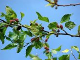 Foto: Descubren cómo las moreras producen oxiresveratrol, compuesto antioxidante y antiinflamatorio
