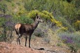 Foto: La Junta muestrea más de mil ejemplares de fauna silvestre durante la temporada 2025-2026 en eventos cinegéticos