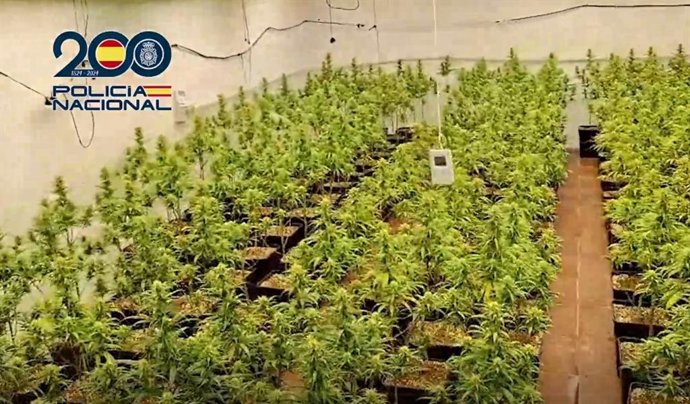 Cultivo de marihuana en Talavera.