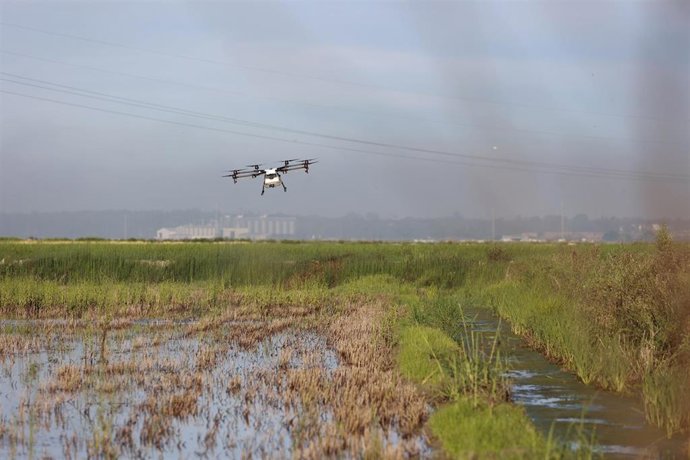 Archivo - Un dron interviene en la campaña para el tratamiento contra los mosquitos que propagan el Virus del Nilo Occidental (VNO) sobre un arrozal. 