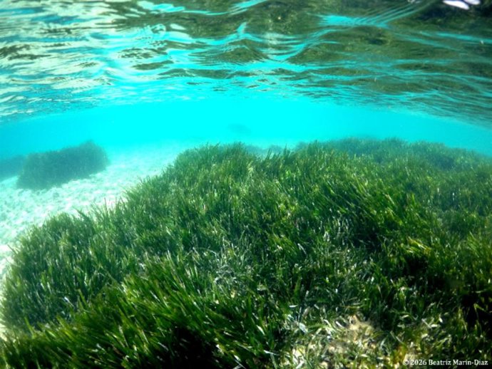 Archivo - Pradera de Posidonia en Baleares