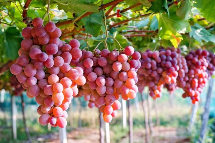 Archivo - Perú.- Perú consolida posición de liderazgo mundial en la exportación de frutas frescas