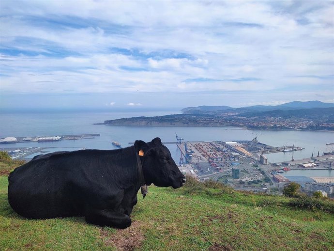 Una vaca en el monte Serantes, en Santurtzi  (Bizkaia)