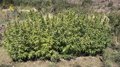 La Guardia Civil investiga a ocho personas por cultivo de marihuana en el valle del Jubera y el Leza