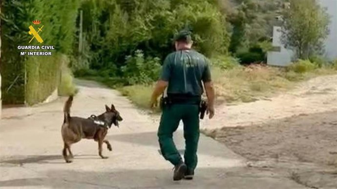 Un perro del servicio cinológico de la Guardia Civil durante su participación en el dispositivo de búsqueda del hombre desaparecido en Losar de la Vera.