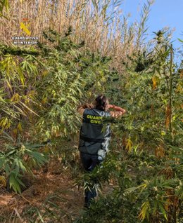 Ocho detenidos de un grupo criminal dedicado al tráfico de drogas en Pantoja en la Operación 'Rivus'