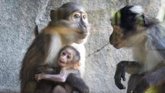 Foto: Nace en Bioparc Valencia un primate en grave peligro de extinción capaz de comunicarse con los ojos