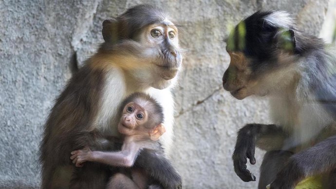 Grupo de primates en Bioparc