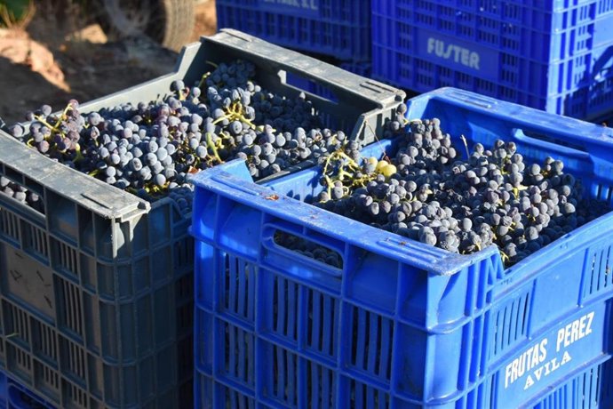 La D.O.P. Cebreros cierra la vendimia más precoz y de menor producción de su historia