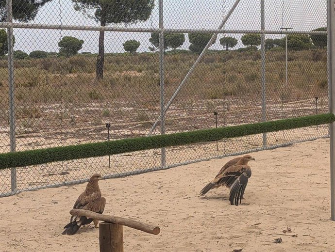 Los dos pollos de águila imperial que han regresado a El Acebuche para su climatización.
