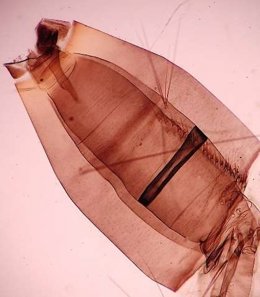 Salud Pública detecta ejemplares del mosquito Aedes aegypti en la zona del pueblo de Mogán (Gran Canaria)
