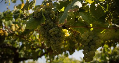 EpAgro - Agricultura