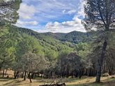 Foto: La Junta licita el aprovechamiento de madera y biomasa en el Parque Natural de Cardeña y Montoro (Córdoba)