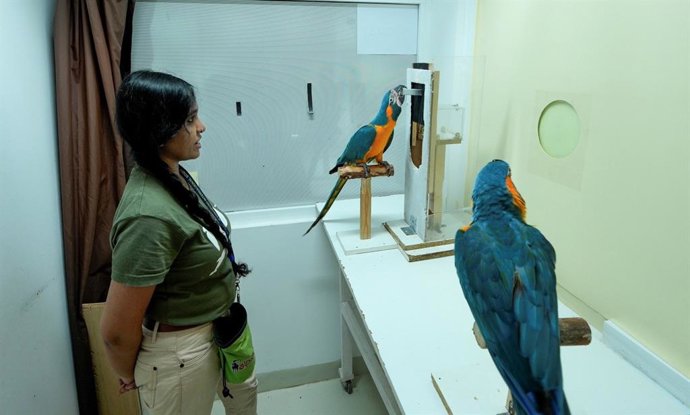 Guacamayo 'barba azul'