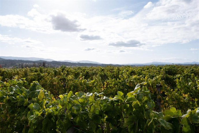 Archivo - Viñedos de Bodegas Viña Nora