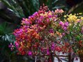 De una trampa para mosquitos sin insecticidas a palmeras de cinco metros: Iberflora muestra cómo innova el sector verde