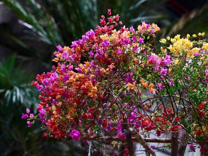 De una trampa para mosquitos sin insecticidas a palmeras de cinco metros: Iberflora muestra en su primera jornada cómo innova el sector verde