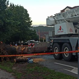 Operarios tratan de retirar un árbol caído en una de las carreteras del Campus Sur de Santiago de Compostela