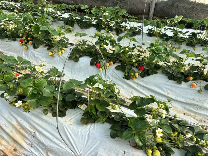 Del melocotón de Calanda a la fresa francesa; el ozono agrícola llega a Fruit Attraction
