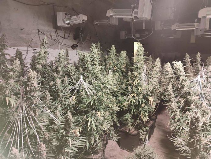 Plantas de marihuana localizadas