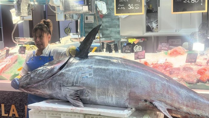 Pescaderías Vicente pone a la venta esta mañana en su puesto de la Plaza de Abastos de Avilés el cuarto atún rojo subastado en la Rula avilesina desde el miércoles pasado.