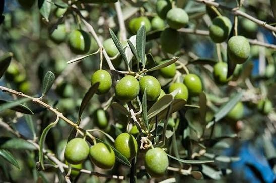 Aceituna de mesa en el olivo.