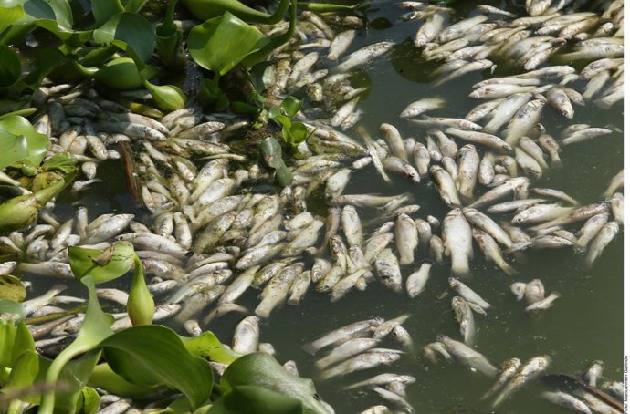 Archivo - Tlajomulco insistirá ante Federación por recursos para sanear la Laguna de Cajititlán