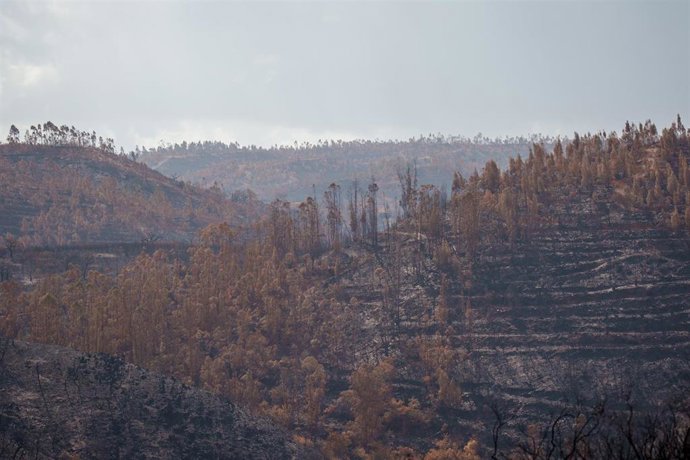 Archivo - Entorno desolado por el incendio de Niebla.