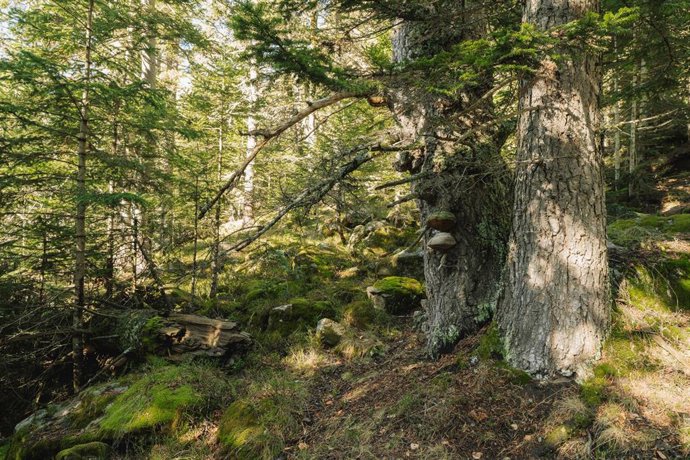 Archivo - Ejemplar de un árbol de un bosque maduro