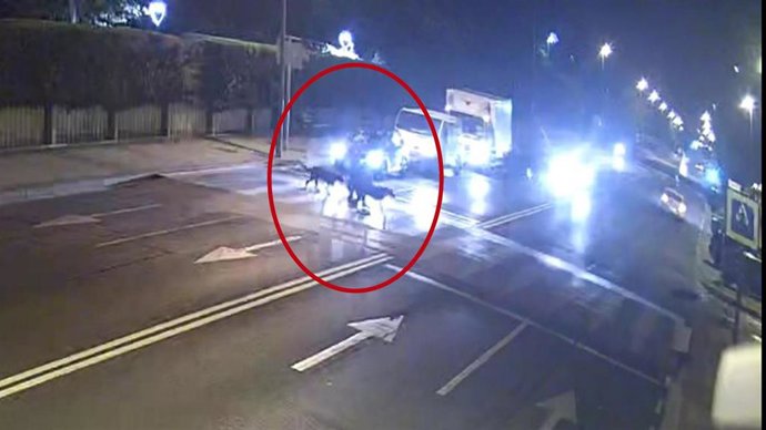 Investigado el conductor de un coche que atropelló mortalmente a un perro en un paso de peatones y se dio a la fuga