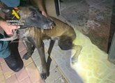 Foto: La Guardia Civil investiga a dos vecinos de Mula por abandonar a dos perros en el jardín de una vivienda