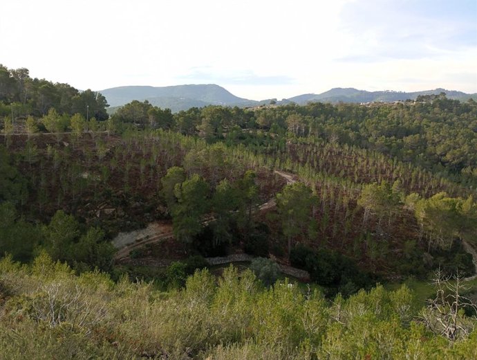 Bosque forestal