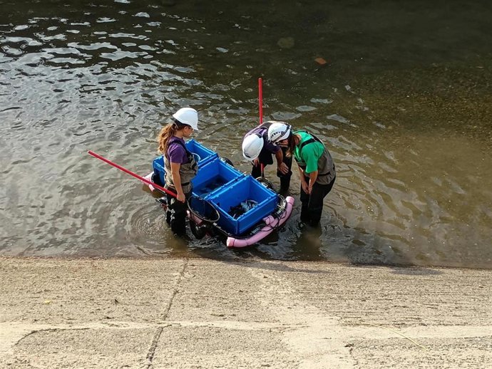 Rescate de peces en el canal de Seròs (Lleida)