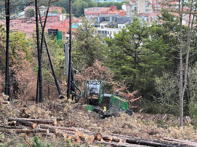 Trabajos de aclareo en el cinturón verde de Burgos para prevenir incendios.
