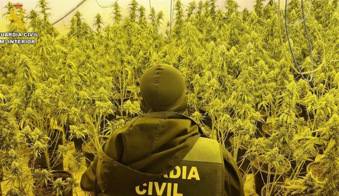 Intervienen más de 13.000 plantas de marihuana en cuatro días en la provincia. Se han practicado 51 entradas y registros en 12 pueblos. Treinta personas han sido puestas a disposición judicial y Atarfe ha sido el municipio con actuaciones más destacadas.