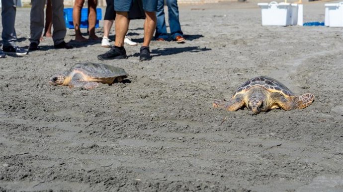 Solten dos tortugues marines a Santa Pola després de recuperar-se en l'Oceanogràfic