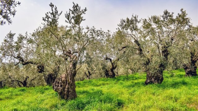 Una de las spin-off del CSIC impulsa la agricultura de precisión con tecnología que analiza cada árbol de forma individual