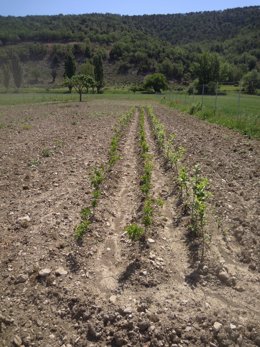 Archivo - El CITA está recuperando los frutales de la Sierra de Albarracín.