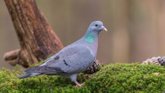 Foto: La Justicia suspende de forma cautelar la caza de nueve especies de aves silvestres en la región